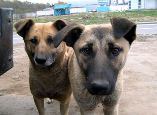 Бродячих собак попробуют стерилизовать вместо убийства в Атырау