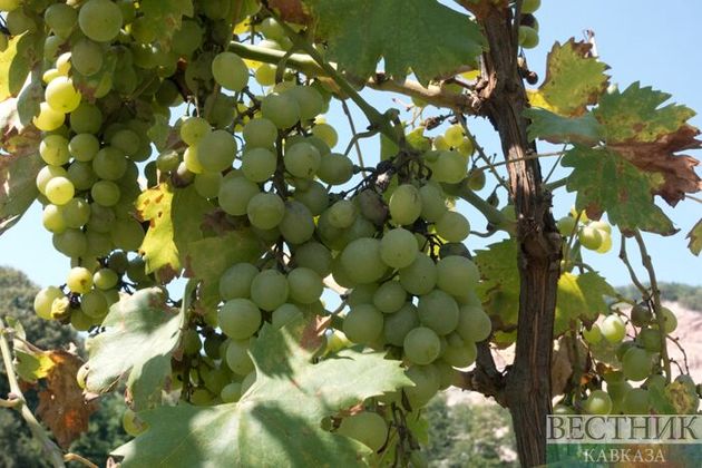 Юг России ждет рекордного урожая винограда 