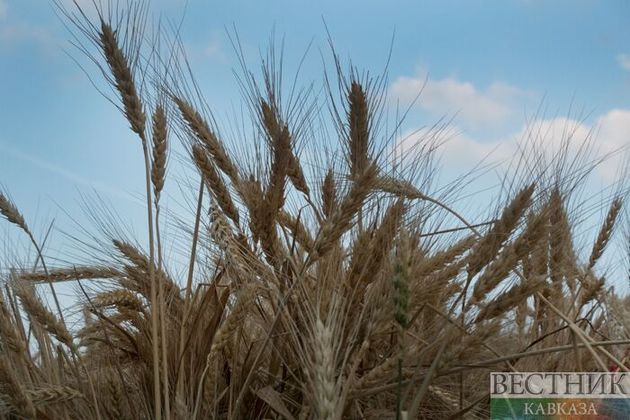 В России создадут новый Союз экспортеров зерна