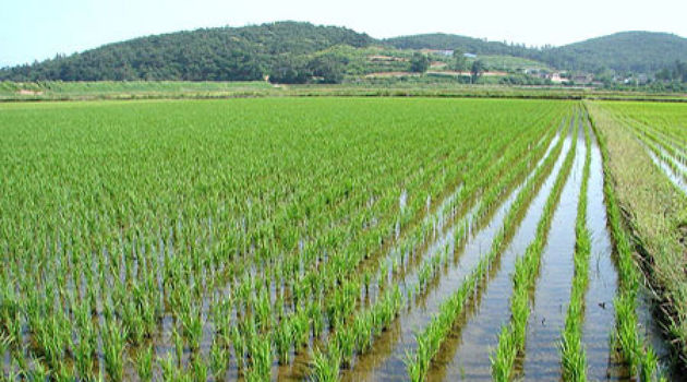 Адыгея будет наращивать посевы риса