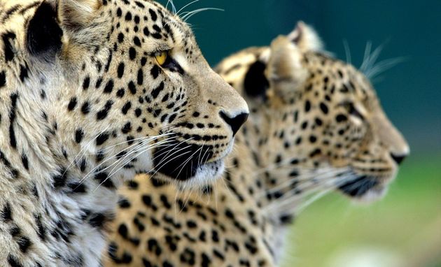 В дикой природе Кавказа станет на пять леопардов больше