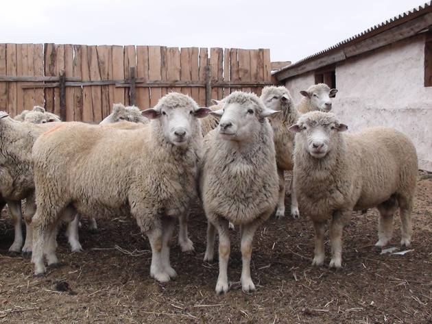  Противники Гахария привели овец к зданию парламента в Тбилиси
