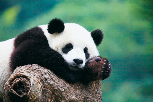 Путин и Си Цзиньпин передадут панд в зоопарк