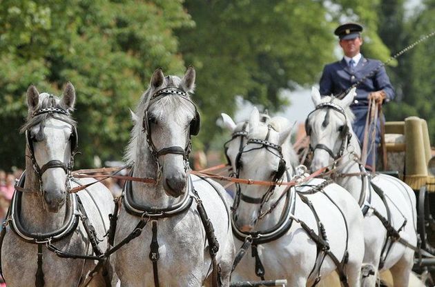 Чешские "кладрубские кони" стали культурным наследием ЮНЕСКО
