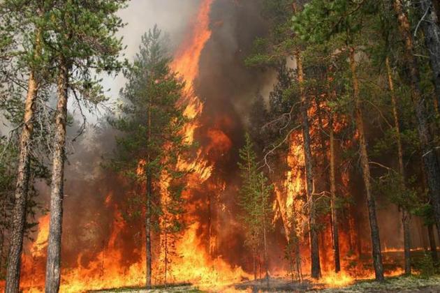 В нацпарке Казахстана потушили лесной пожар 
