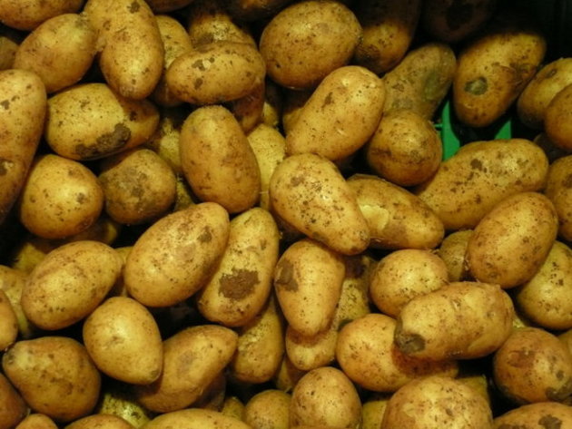 Североосетинские аграрии проводят Всероссийский день картофельного поля 