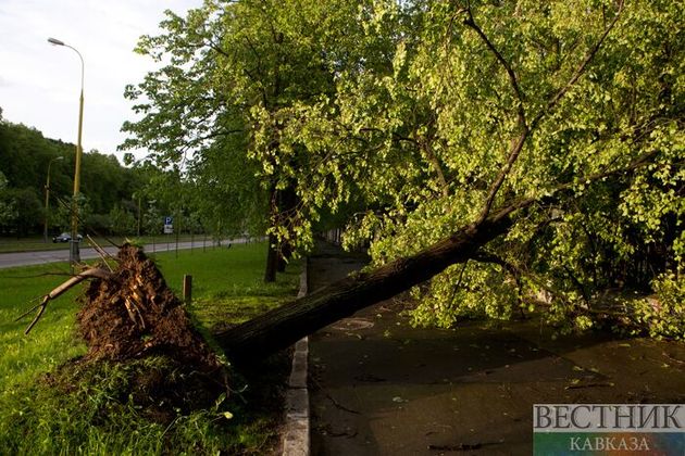 Сильный ветер повалил 20 деревьев в Краснодаре 