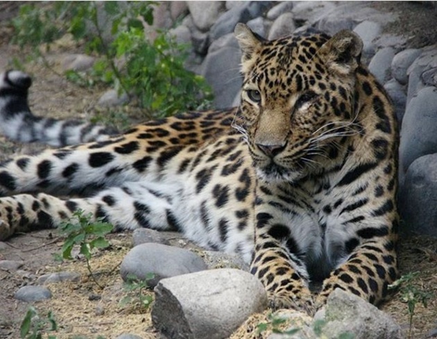 Пожилого леопарда Стеллу усыпили в зоопарке Алматы