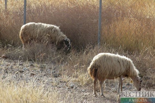Возможного овцекрада задержали в Северной Осетии