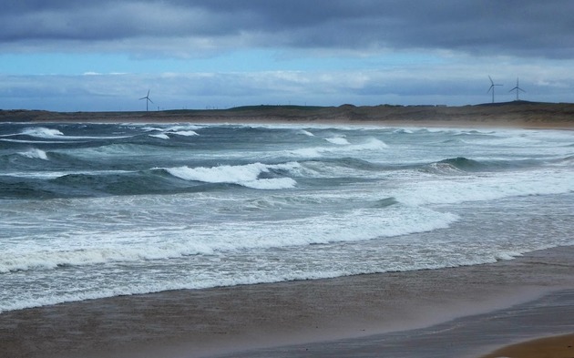 На побережье Шотландии обнаружен скелет загадочного морского существа