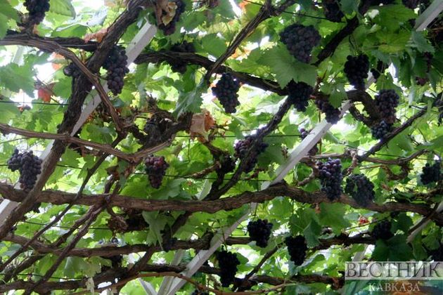Грузинские фермеры на "Ртвели 2020" сдали почти 2 тыс т винограда