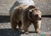 Беслан Цечоев пообещал спасти крымских медведей