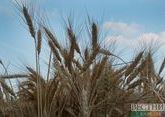 Ставропольские аграрии считают заниженной закупочную цену на зерно 