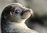 В Дагестане займутся сохранением популяции каспийского тюленя