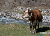 Корова стала причиной гибели жителя Ставрополья