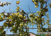 Виноградников в Дагестане станет больше