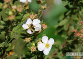 Грузинские пчелы могут пойти на экспорт через год