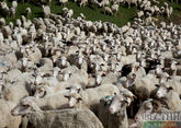 Поезд переехал отару овец в Дагестане