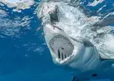 Нападения акул: как предотвратить и пережить, если некуда деваться?
