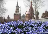  Ранняя весна пришла в Москву: нежные первоцветы распустились в Зарядье и Музеоне