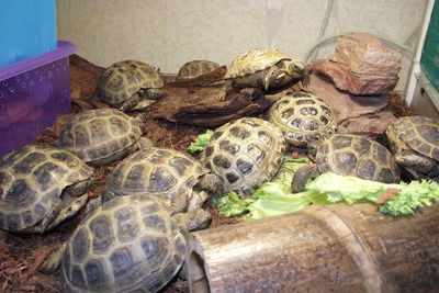 Казахстанских черепах везли в Россию как вилки капусты