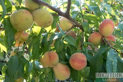 Аграрии КЧР засадят на площади 370 га миллион саженцев фруктовых деревьев