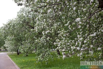 В Карачаево-Черкесии на развитие интенсивных мини-садов выделят 27 млн рублей