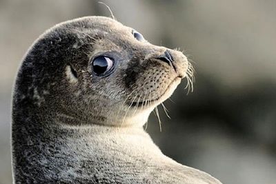 На Каспии обнаружили 295 мертвых тюленей