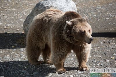 Гибель ребенка после нападения медведей в Сочи привела к тотальной проверке 