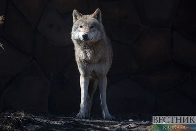 В Кавказском заповеднике Сочи впервые пересчитают волков 