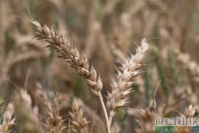 ООН намерена продолжать диалог с Россией по зерновому соглашению