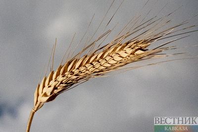 В МИД РФ ответили на предложения ООН по зерновой сделке