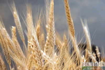 Глава ООН намерен восстановить зерновую сделку