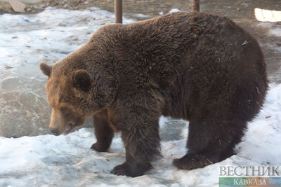 В Дагестане спасли медвежонка-сироту 