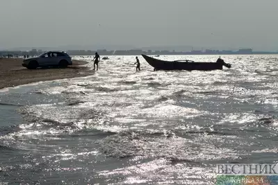 Россия, Азербайджан и Казахстан спасли 63 тюленя на Каспии